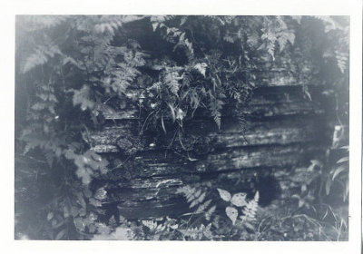 slate campanula grotto