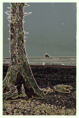 coast tree
