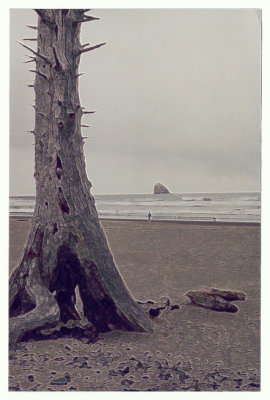 coast tree