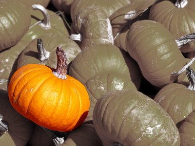 Pumpkins color spot.jpg