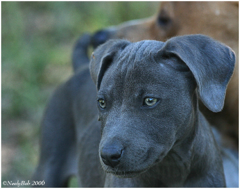Puppy