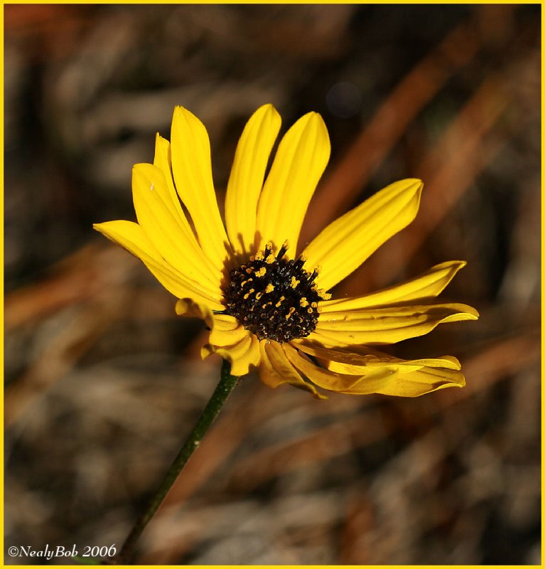 Late Bloomer November 14 *