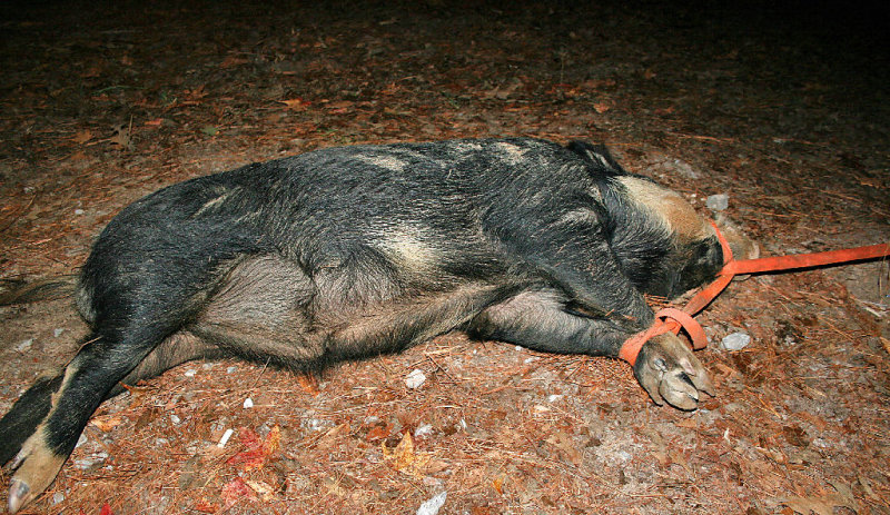 Bore Hog