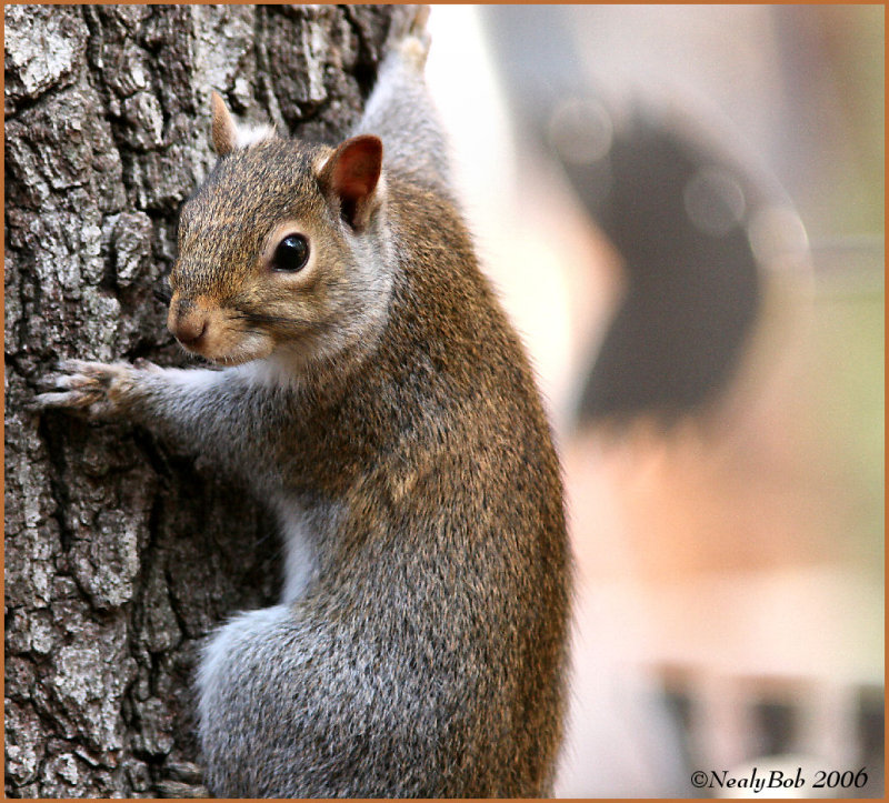Squirrel