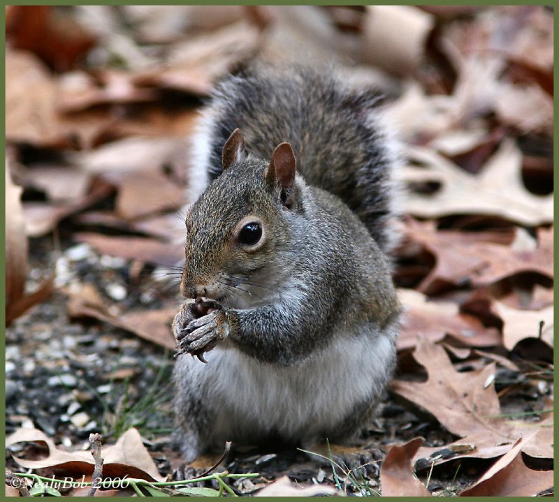 Squirrel