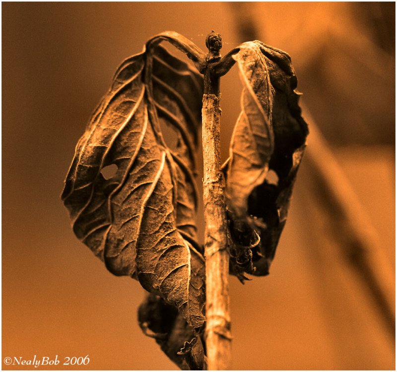Hydrangea Leaf December 20 *