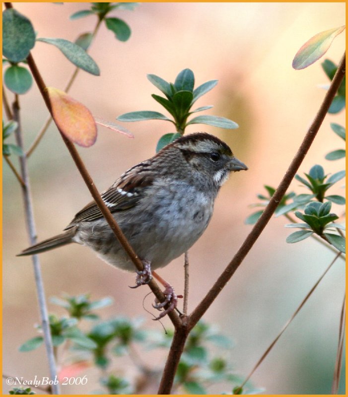 Sparrow