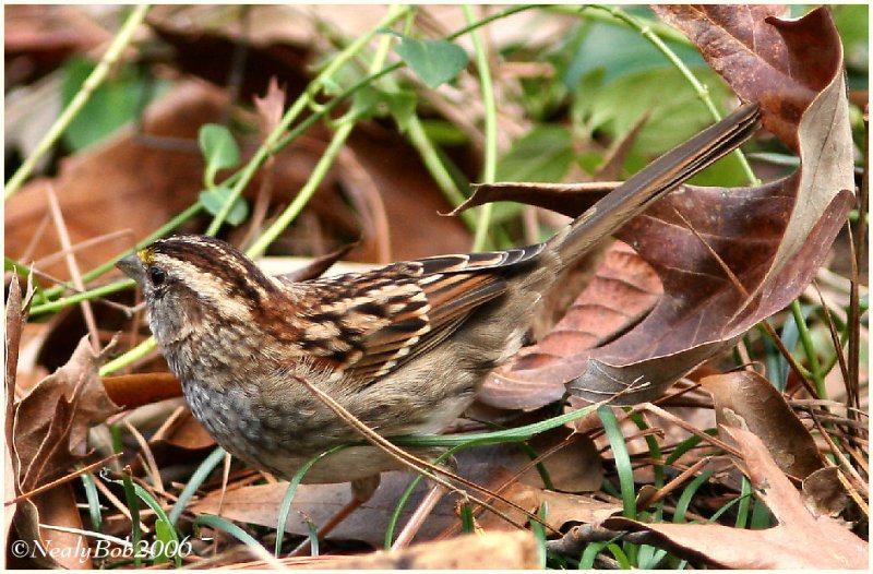 Sparrow