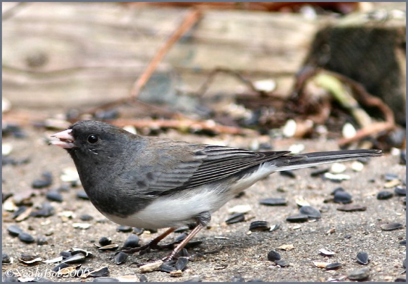 Junco
