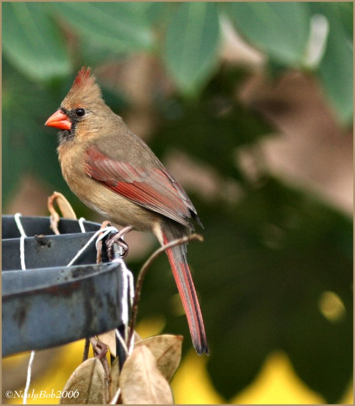 Female Cardinal