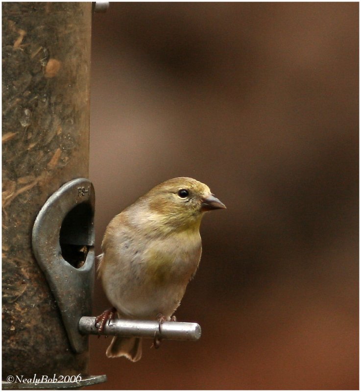 Goldfinch