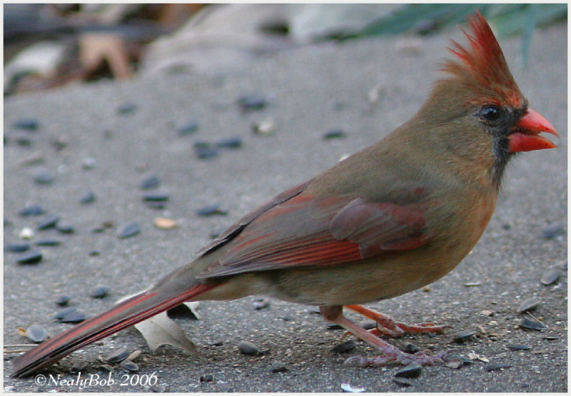 Female Cardinal