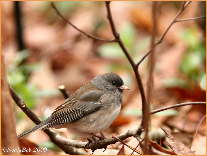 Junco January 17 *