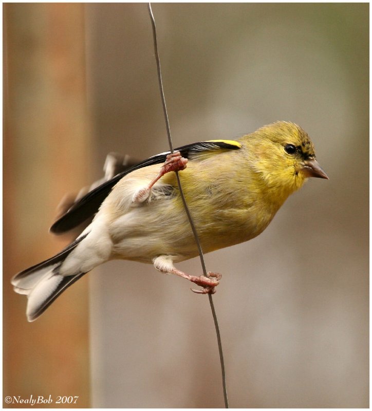 Gold Finch January 25 *