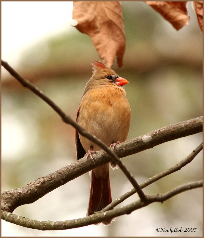 Female Cardinal