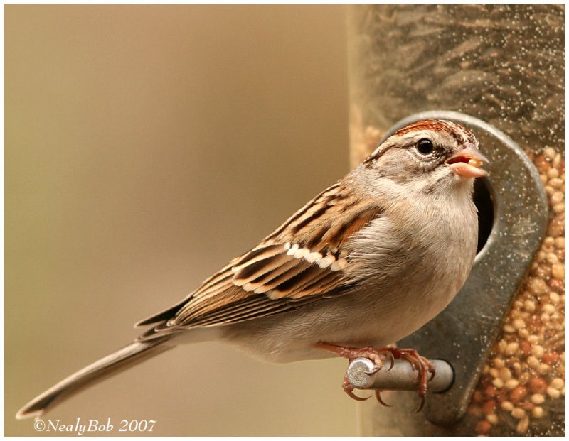 Sparrow