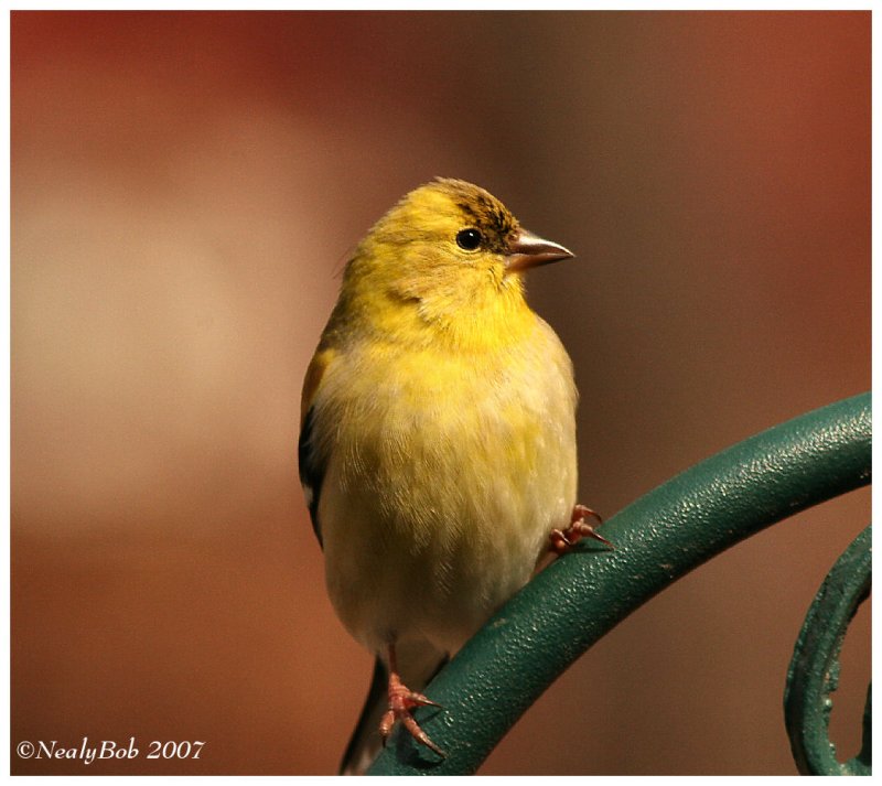 Gold Finch