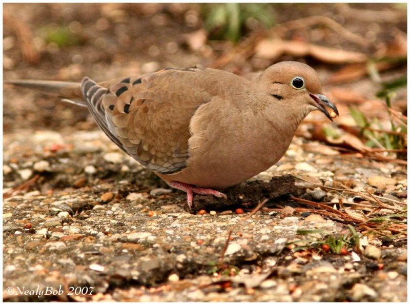 Dove