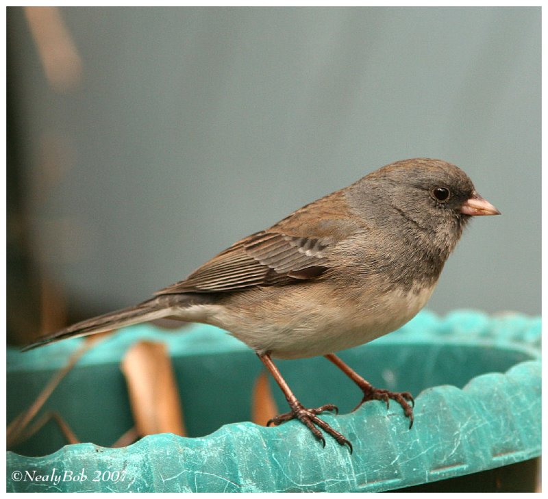 Junco February 5 *