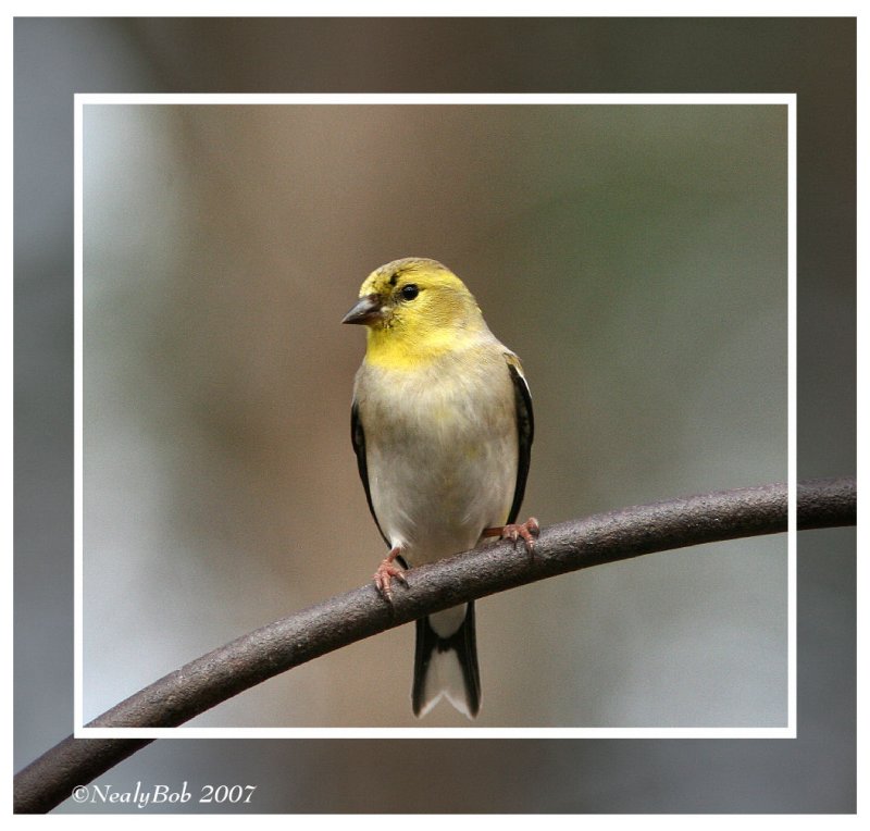 Gold Finch February 8 *