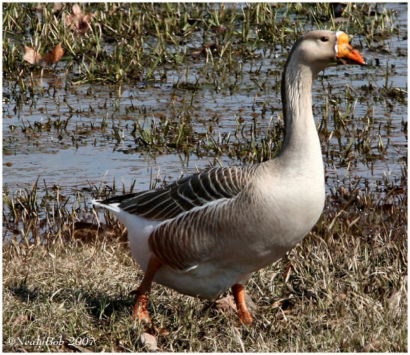 Goose February 9 *