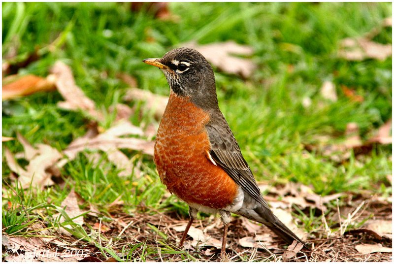 Robin February 13 *