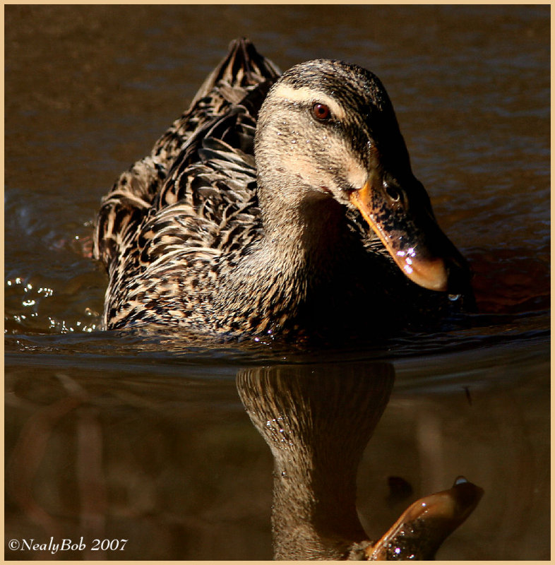 Female Mallard February 20 *