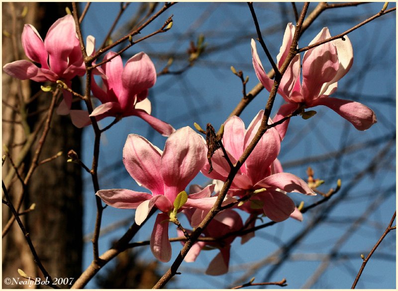 Spring Time March 2 *