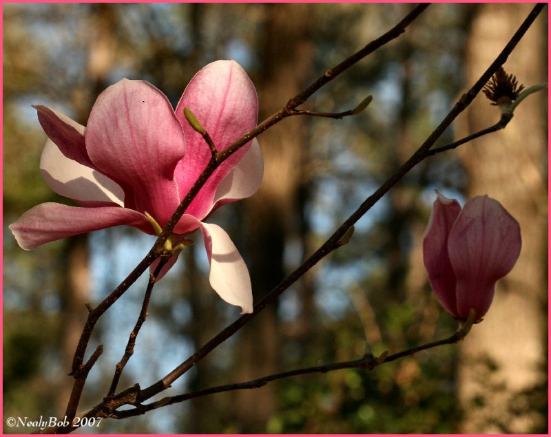 Tulip Tree Bloom