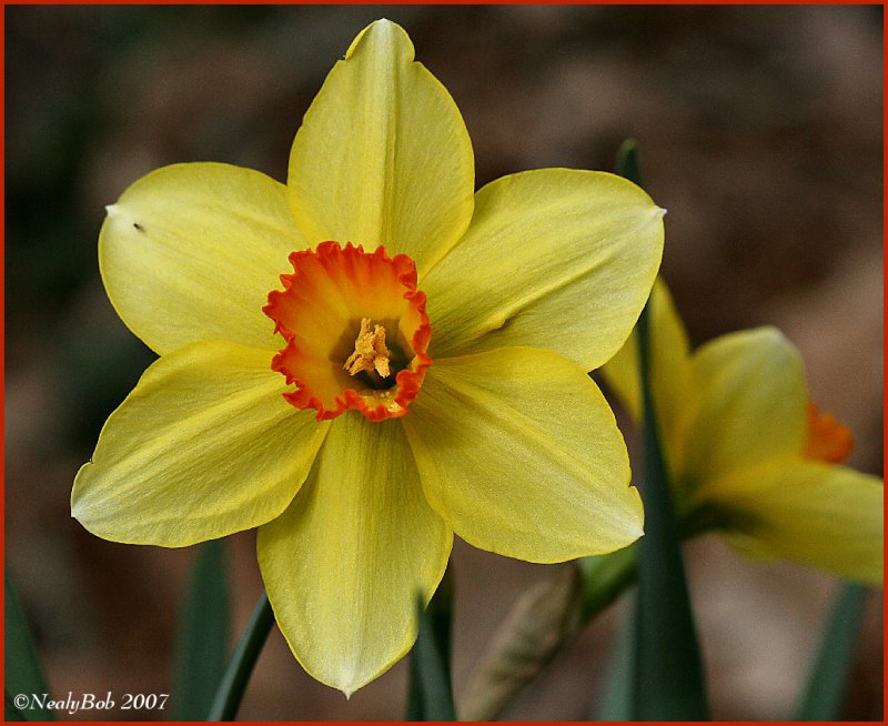 Yellow Daffodil March 5 *