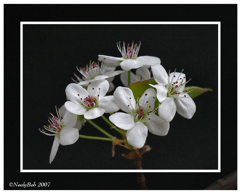 Bradford Pear March 8 *