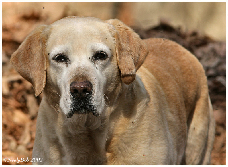 Stray Dog