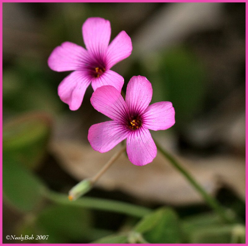 Colorful Flower