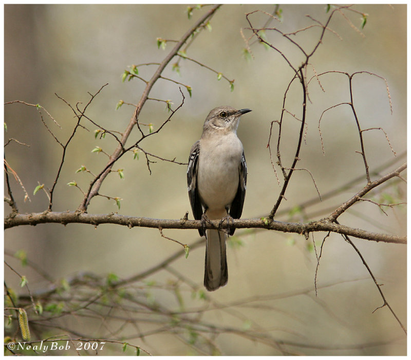Mocking Bird March 13 *