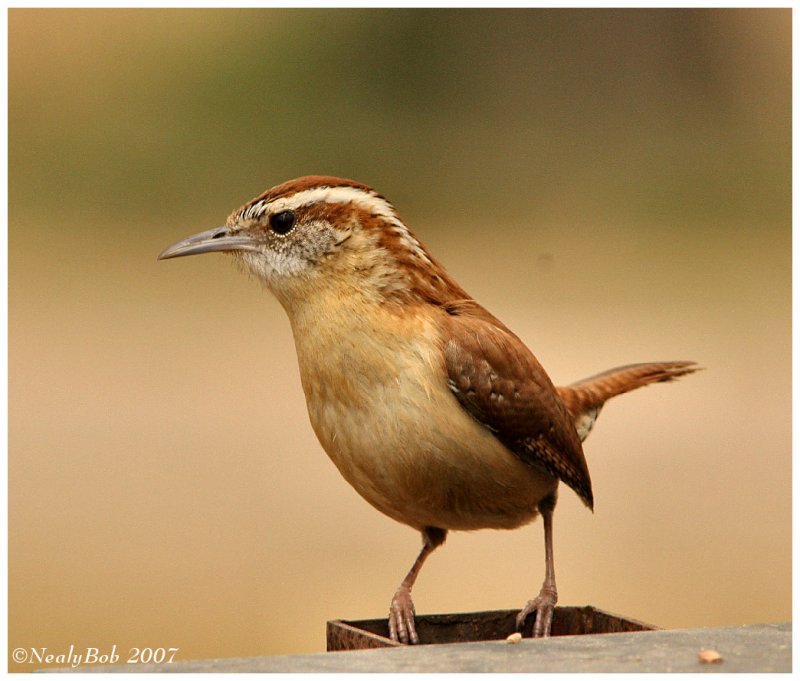 Wren March 14 *