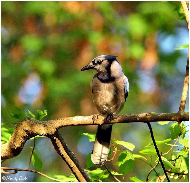 Blue Jay March 25 *