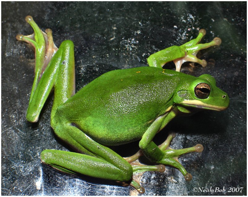 Green Tree Frog April 10 *