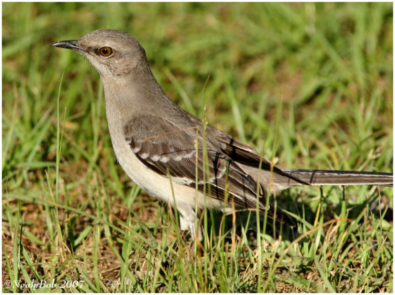 Mocking Bird April 12 *