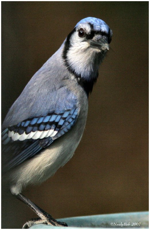 BlueJay April 17 *