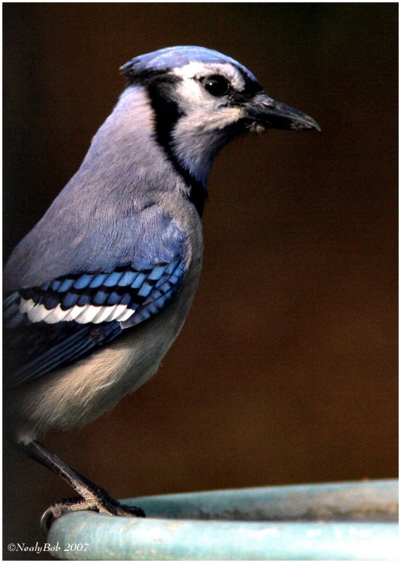 BlueJay