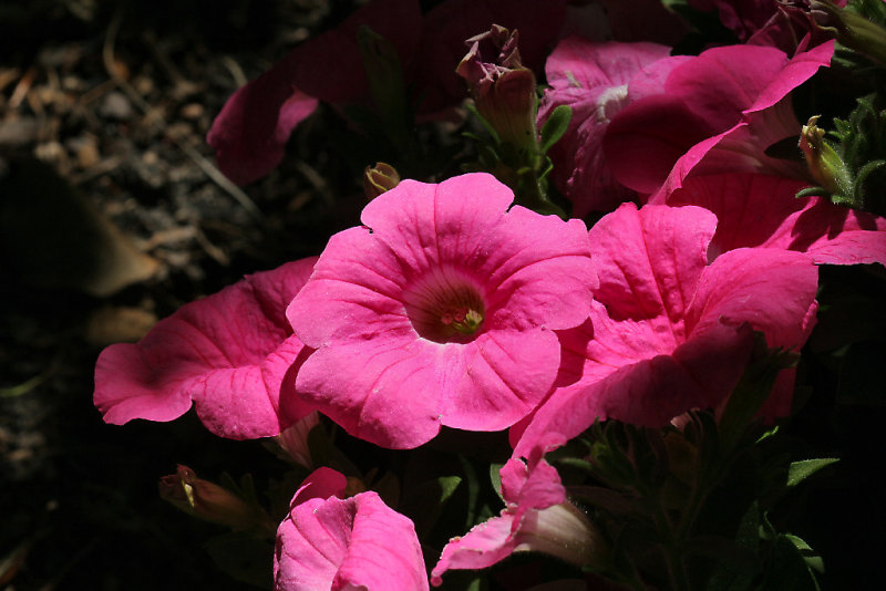Petunia