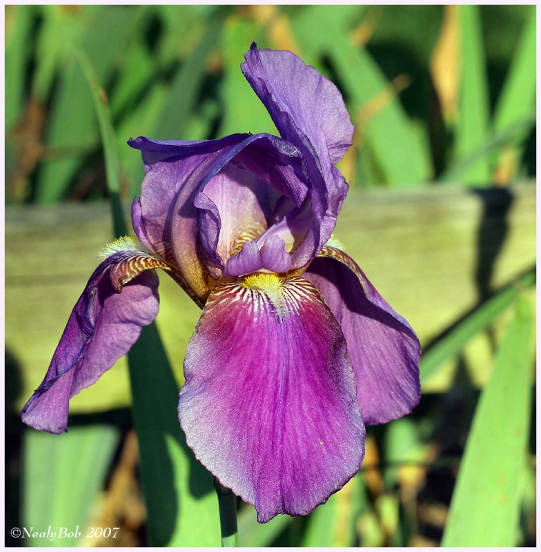 Iris April 22 *