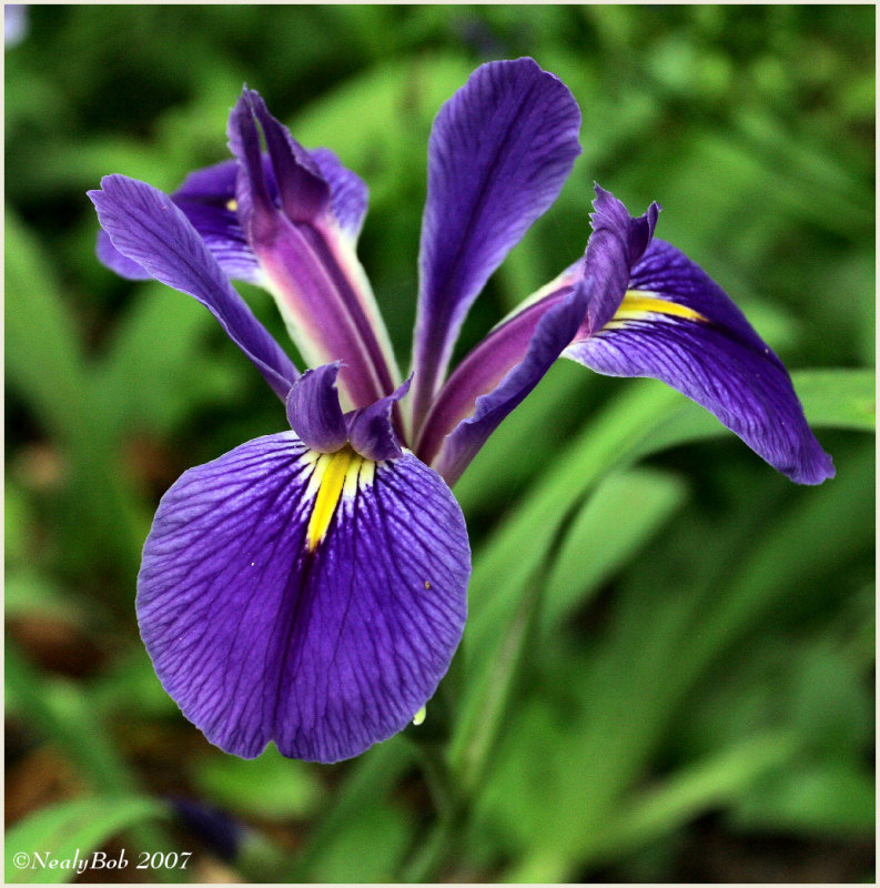 Louisiana Iris