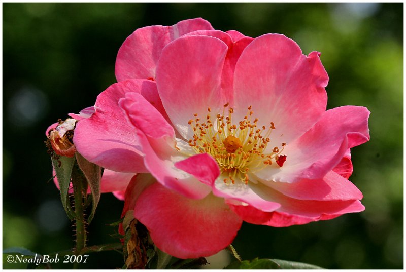 Rose May 11 *