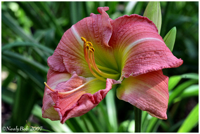 Day Lily May 15 *