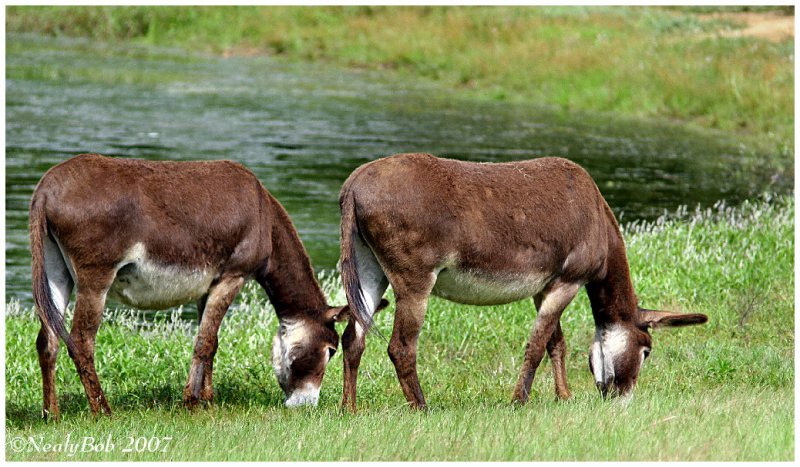 Two Donkeys