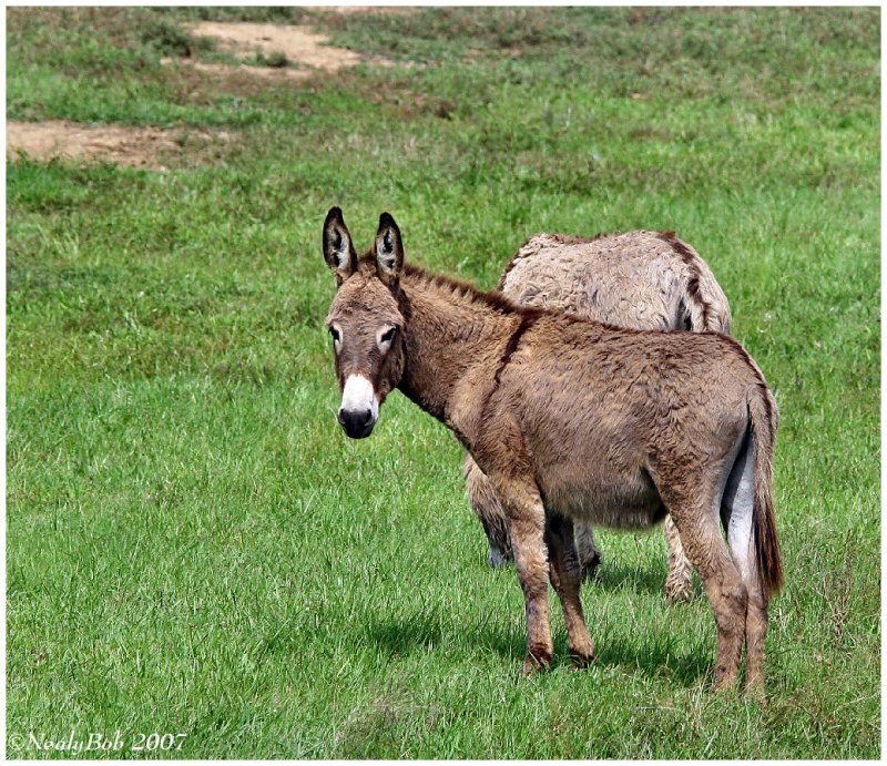Donkey