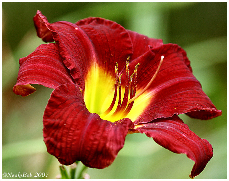 Day Lily June 22 *
