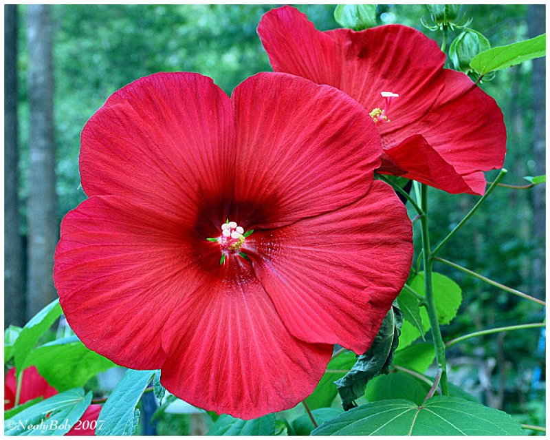 Red Pie Plate Hibiscus July 1 *