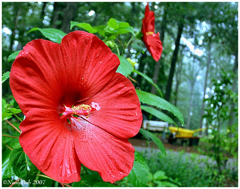 Hibiscus June 5 *
